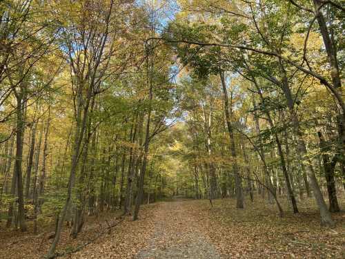 A serene forest path lined with trees displaying autumn foliage and a carpet of fallen leaves.