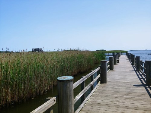 A wooden pier extends into a calm waterway, surrounded by tall reeds under a clear blue sky.