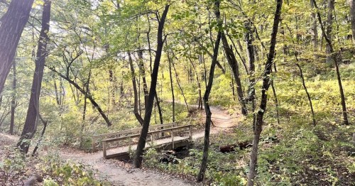 A serene forest scene with a wooden bridge over a small stream, surrounded by lush green trees and winding paths.