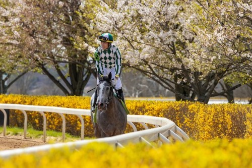 A jockey in green and white attire rides a gray horse along a racetrack, surrounded by blooming trees and yellow flowers.