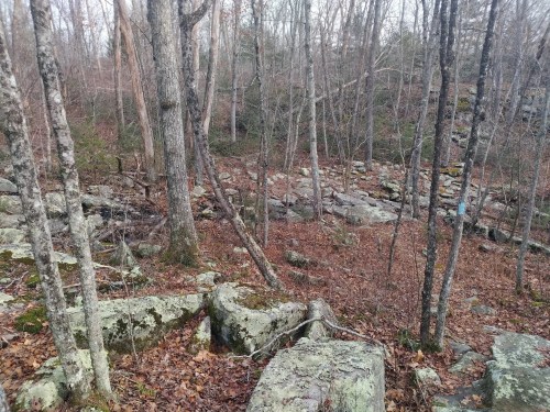 A rocky forest landscape with bare trees and scattered leaves on the ground, creating a serene, natural setting.