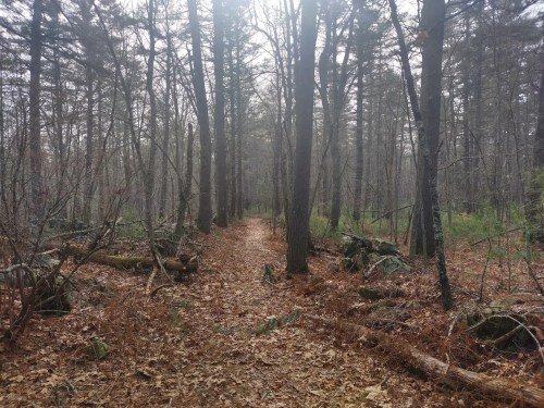 A serene forest path lined with tall trees and scattered leaves, creating a tranquil, natural atmosphere.