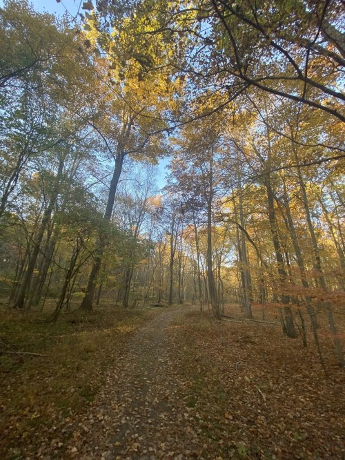 A serene forest path surrounded by trees with vibrant autumn leaves under a clear blue sky.