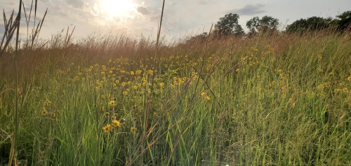 A sunlit field with tall grasses and vibrant yellow wildflowers under a cloudy sky.