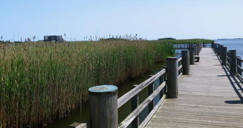 A wooden pier extends into a calm waterway, surrounded by tall green reeds under a clear blue sky.