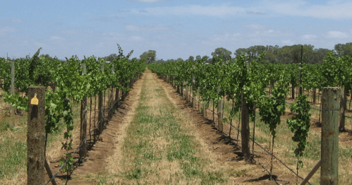A row of grapevines stretches down a sunny vineyard, with green leaves and a clear blue sky above.