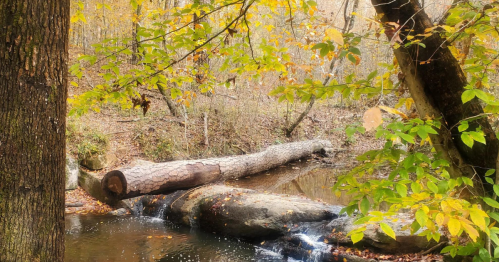 A serene forest scene with a fallen log over a small stream, surrounded by autumn leaves and trees.