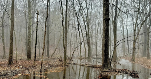 A misty forest scene with bare trees reflected in a calm, shallow water body on a foggy day.