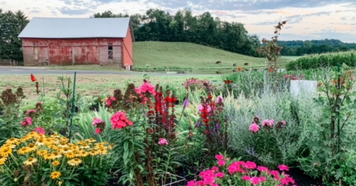 A vibrant flower garden in the foreground with a red barn and green hills in the background under a cloudy sky.