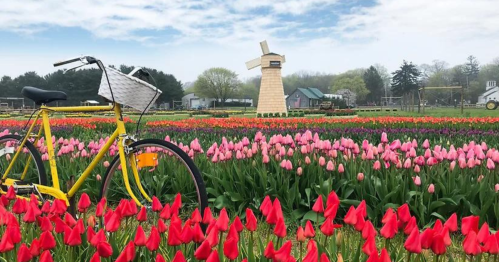 A yellow bicycle beside vibrant tulip fields with a windmill in the background under a blue sky.