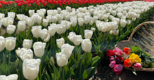 A vibrant field of white and red tulips, with a basket of colorful flowers in the foreground.