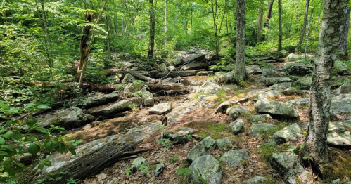 A serene forest scene with lush greenery, scattered rocks, and fallen logs under dappled sunlight.