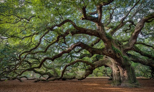 Large Southern live oak (Quercus virginiana) near Charleston, South Carolina, with sprawling branches.