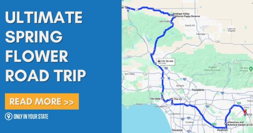 Map highlighting the Ultimate Spring Flower Road Trip route with a blue line and text promoting the trip.