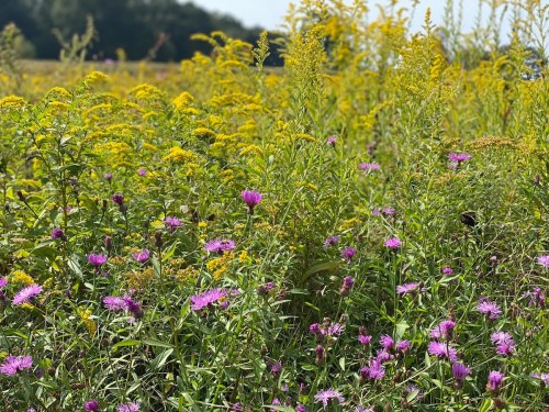 A vibrant field of wildflowers, featuring purple and yellow blooms against a backdrop of green foliage.