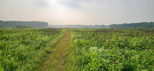 A winding path through a lush green field under a hazy sky, surrounded by trees in the distance.