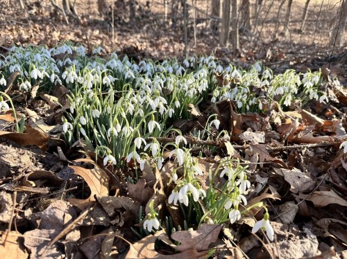 A cluster of delicate white snowdrop flowers blooming among brown leaves in a wooded area.
