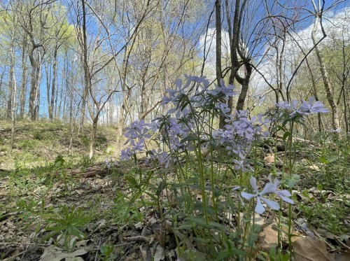 A cluster of light purple flowers blooms in a forested area with trees and a blue sky in the background.