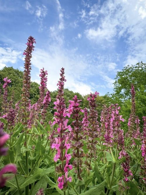 A field of tall pink flowers under a blue sky with scattered clouds and green trees in the background.