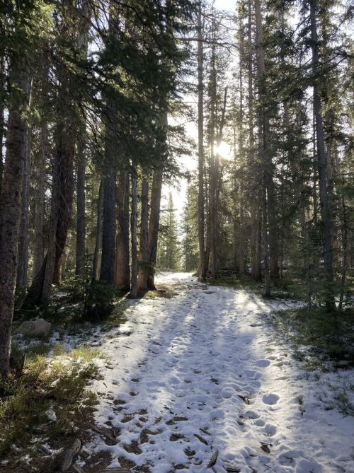 A snowy forest path lined with tall trees, sunlight filtering through the branches.