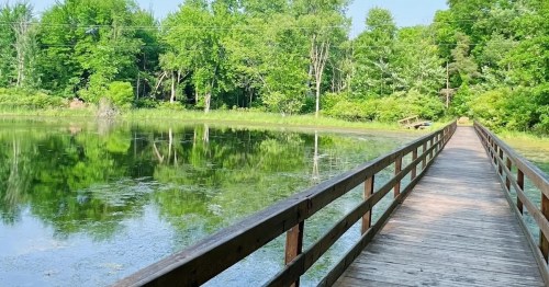 A wooden walkway leads to a serene pond surrounded by lush green trees and reflections on the water's surface.