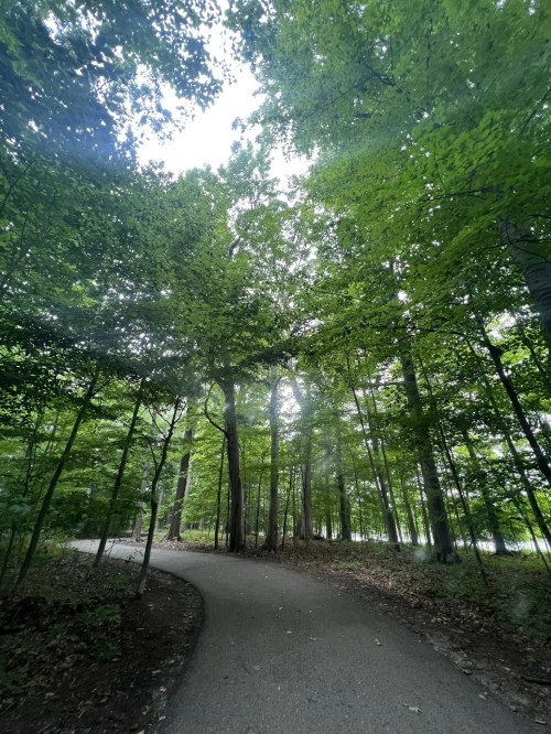 A winding path through a lush green forest, with tall trees and soft light filtering through the leaves.