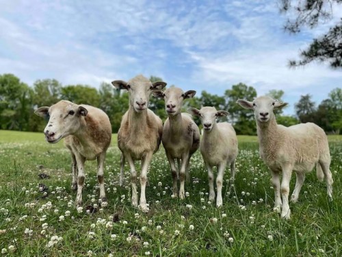 Five sheep standing together in a grassy field with clover flowers and a blue sky in the background.