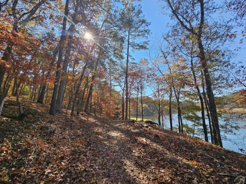A sunlit path through autumn trees by a calm lake, with colorful leaves scattered on the ground.