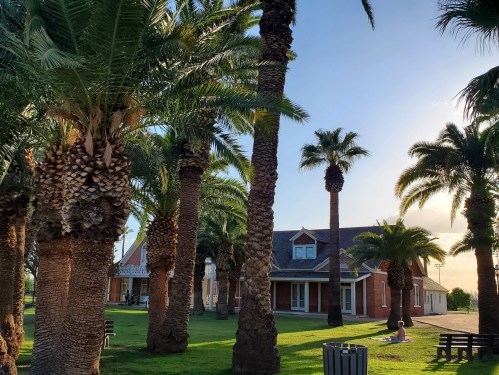 A sunny scene featuring a house surrounded by tall palm trees and lush green grass.