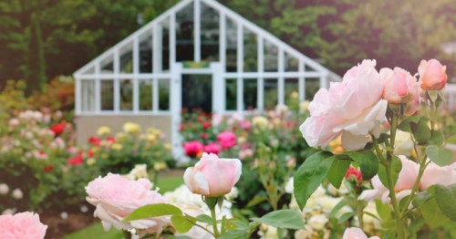 A vibrant garden filled with blooming roses, with a greenhouse in the background surrounded by colorful flowers.