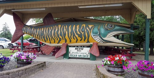 A large, colorful wooden sculpture of a tiger muskie fish under a pavilion, surrounded by flower planters.
