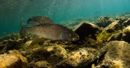 A fish swims near the rocky bottom of a clear underwater environment, surrounded by algae and sunlight.