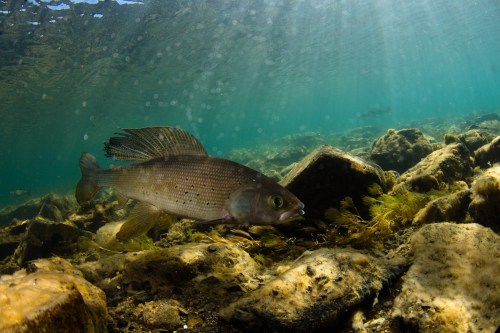 A fish swims near the rocky bottom of a clear, sunlit underwater scene, surrounded by aquatic plants.