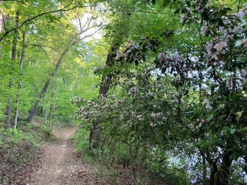 A serene forest path lined with blooming flowers and lush green trees, leading towards a calm body of water.
