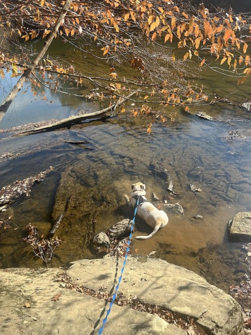 A dog wades in shallow water by a rocky shore, surrounded by autumn leaves and trees.