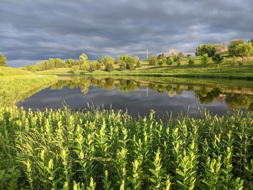 Lush green grass and plants frame a calm river reflecting a cloudy sky and trees along the shore.