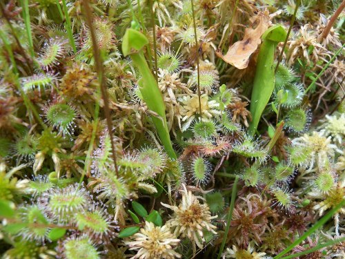 A close-up of diverse moss and carnivorous plants in a natural setting, showcasing vibrant green and brown hues.