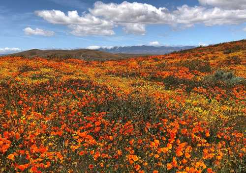 A vibrant field of orange and yellow wildflowers under a blue sky with fluffy clouds and distant mountains.