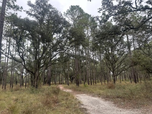A dirt path winds through a dense forest of tall trees and grassy undergrowth on a cloudy day.