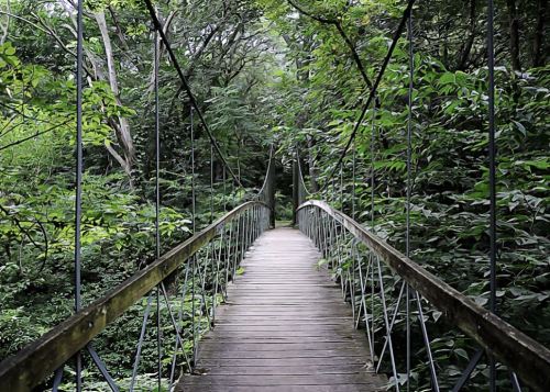 A wooden suspension bridge surrounded by lush green trees and foliage, leading into a dense forest.