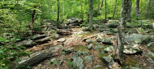 A rocky forest scene with lush greenery, fallen logs, and sunlight filtering through the trees.