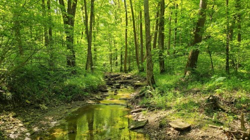 A serene forest scene with lush green trees and a calm stream flowing through rocky terrain.