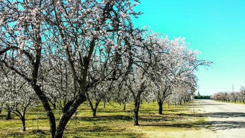 Blossoming trees line a sunny road, with vibrant pink and white flowers against a clear blue sky.