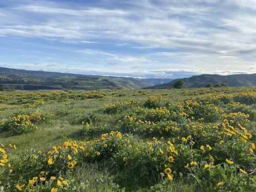 A vibrant field of yellow flowers stretches across a green landscape under a blue sky with wispy clouds.