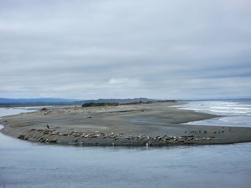 A sandy beach curves into the ocean, with seals resting on the shore under a cloudy sky.