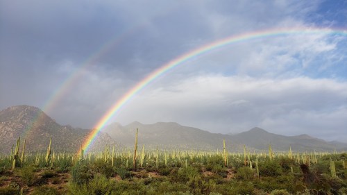 A vibrant rainbow arcs over a desert landscape filled with tall cacti and mountains under a cloudy sky.