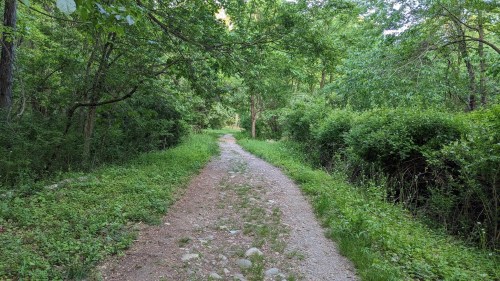 A winding gravel path through a lush green forest, surrounded by trees and dense foliage.