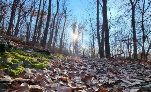A sunlit forest path covered in fallen leaves and moss, with bare trees against a clear blue sky.