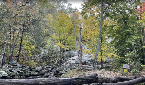 A serene forest scene with colorful autumn leaves, rocky terrain, and a calm stream surrounded by trees.