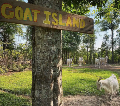 A wooden sign reading "Goat Island" next to a goat, with several goats grazing in a green, wooded area.